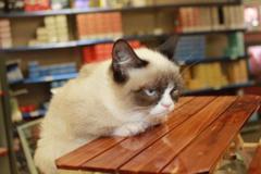 Grumpy Cat Table meme template