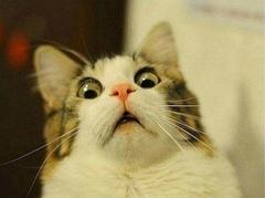 Scared Cat meme template